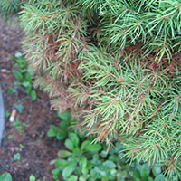 Środki na przędziorki