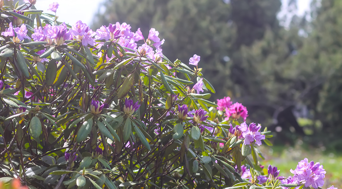 Nawóz do rododendronów