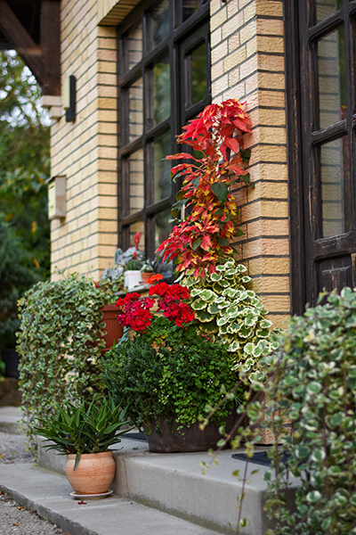 rośliny w pojemnikach przed wejściem do domu