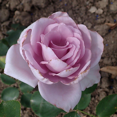 Róża Mainzer Fastnacht