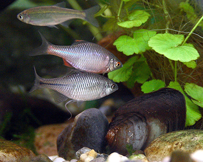 różanka do oczka wodnego