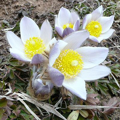 Sasanka