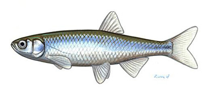 słonecznica do oczka wodnego