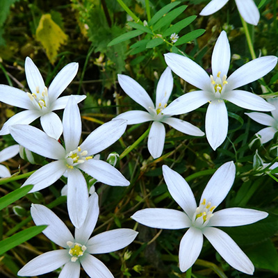 śniedek baldaszkowaty