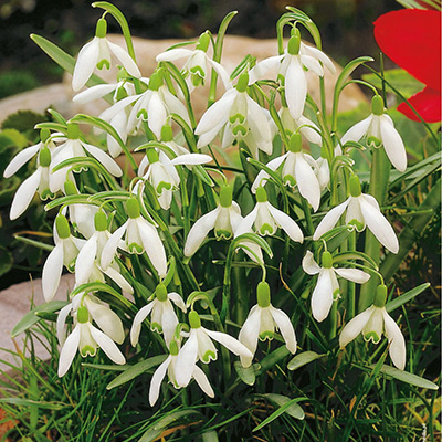 śnieżyczka - przebiśnieg