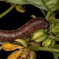 Środki na spodoptera frugiperda