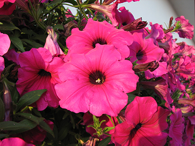 surfinia zwisająca na balkon