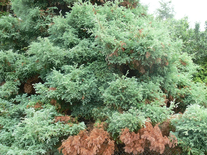 Szara pleśń na iglakach