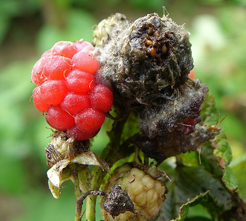 Szara pleśń na malinie