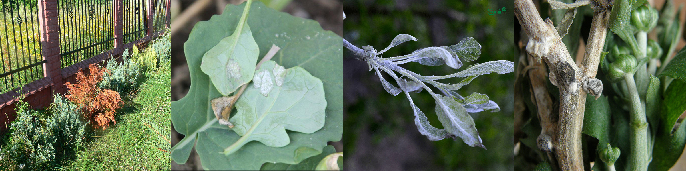 Szara pleśń, zgnilizna twardzikowa, mączniak prawdziwy, mączniak rzekomy