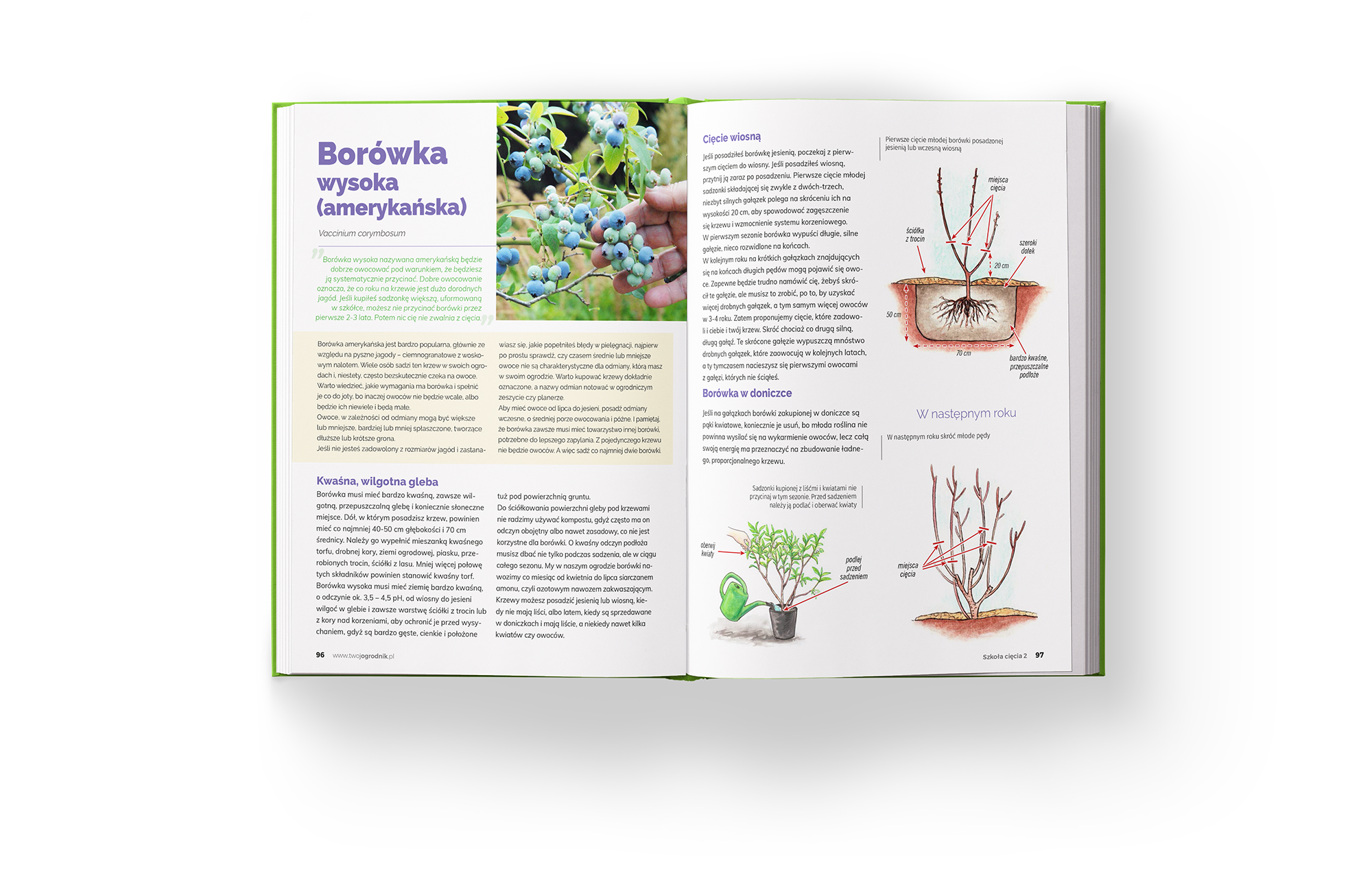 Szkoła Cięcia 2 - informacje o przycinaniu borówki amerykańskiej