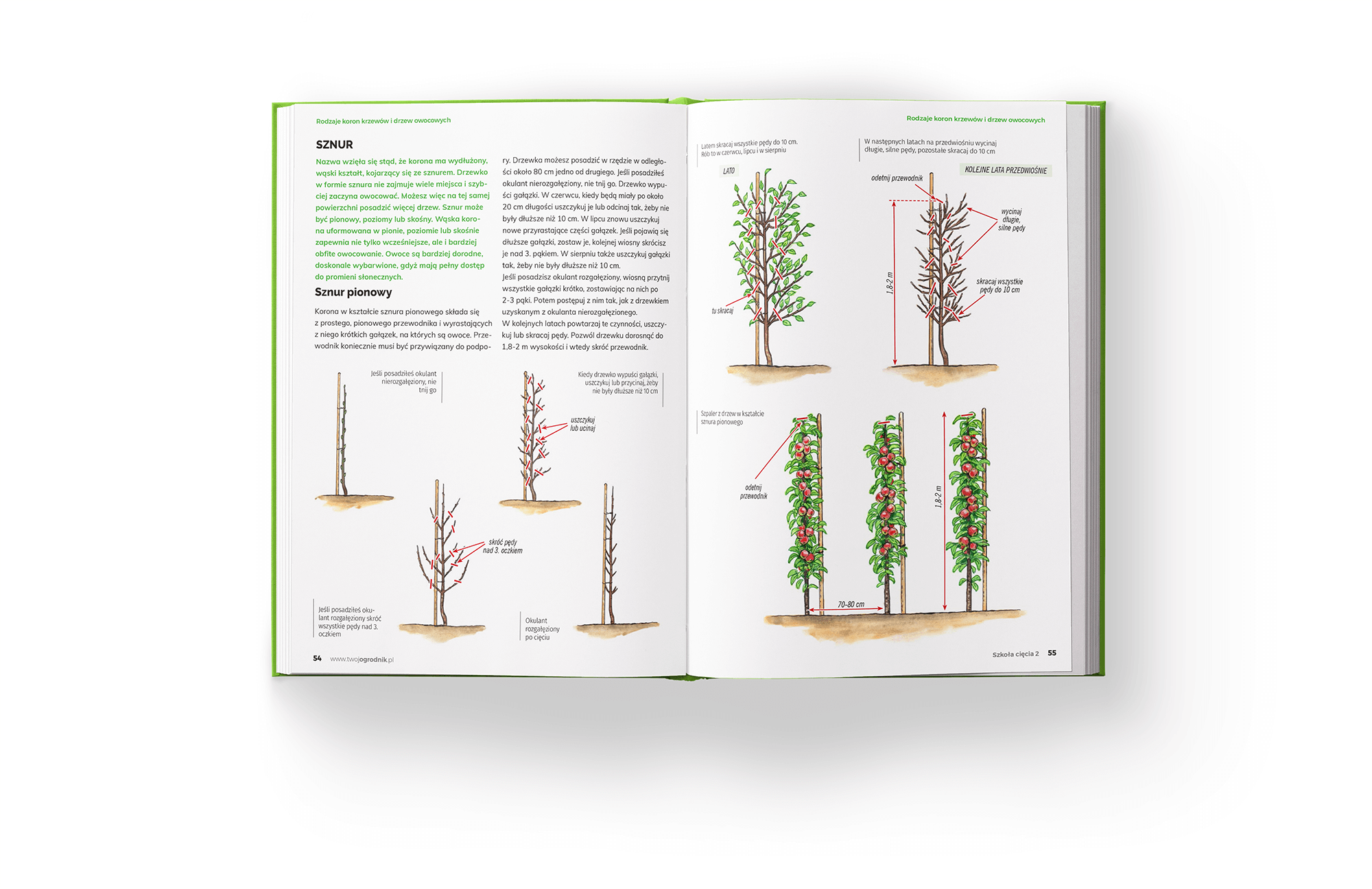 Szkoła Cięcia 2 - ogólne informacje o cięciu różnych grup roślin