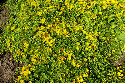 tojeść rozesłana zwisająca na balkon