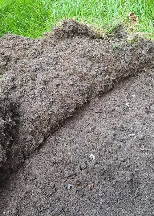 nicienie owadobójcze na pędraki i opuchlaki - ostatnie okno w sezonie