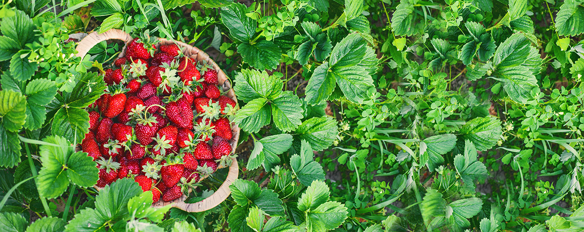 Nawóz do truskawek, poziomek, malin i jeżyn