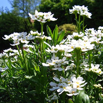 ubiorek wiecznie zielony