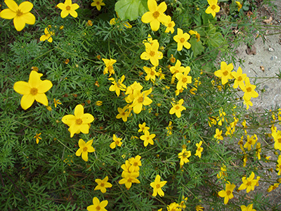 uczep rózgowaty zwisający na balkon