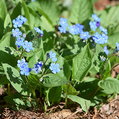 Ułudka wiosenna