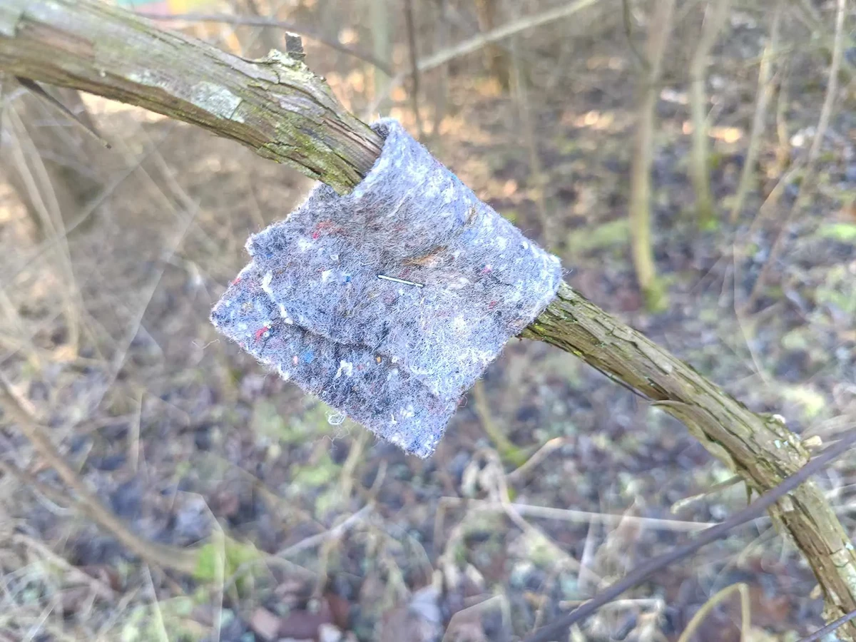 Dobroczynek gruszowy Vegano - opaska zamontowana na bocznej gałęzi - bez oprysku