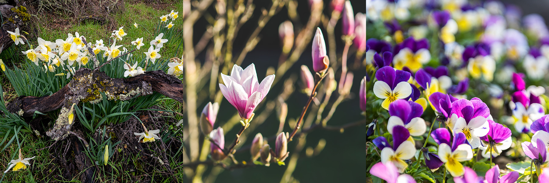 W kwietniu kwitną: narcyzy, magnolia, bratki