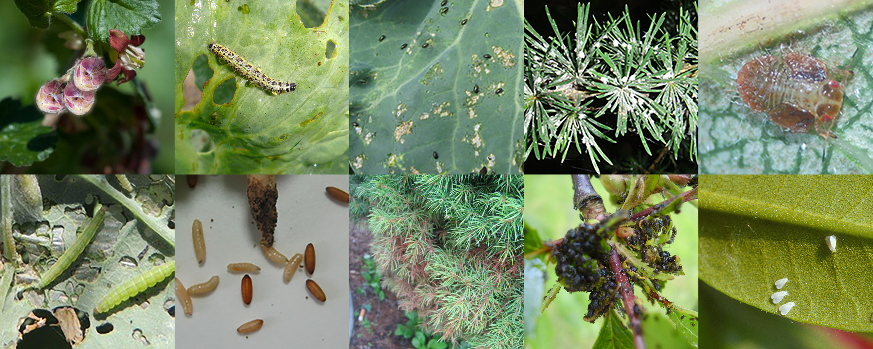 wielkopąkowiec, bielinek kapustnik, śmietka, pchełki, ochojnik, mszyce, przędziorki, mączlik szklarniowy, miodówka, tantniś krzyzowiaczek