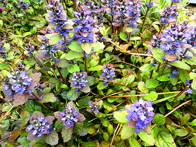 Dąbrówka rozłogowa