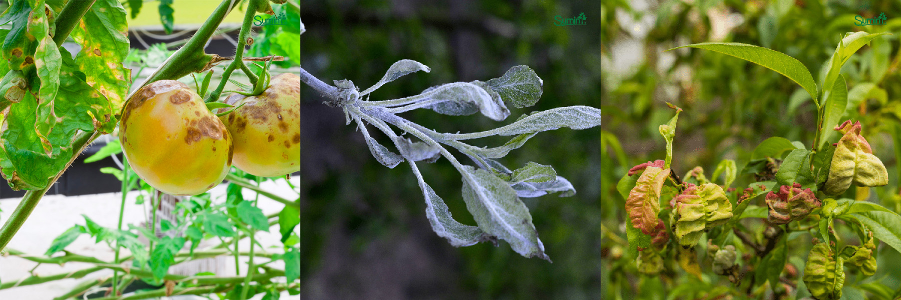 Zaraza ziemniaka na pomidorze, mączniak prawdziwy, kędzierzawość liści