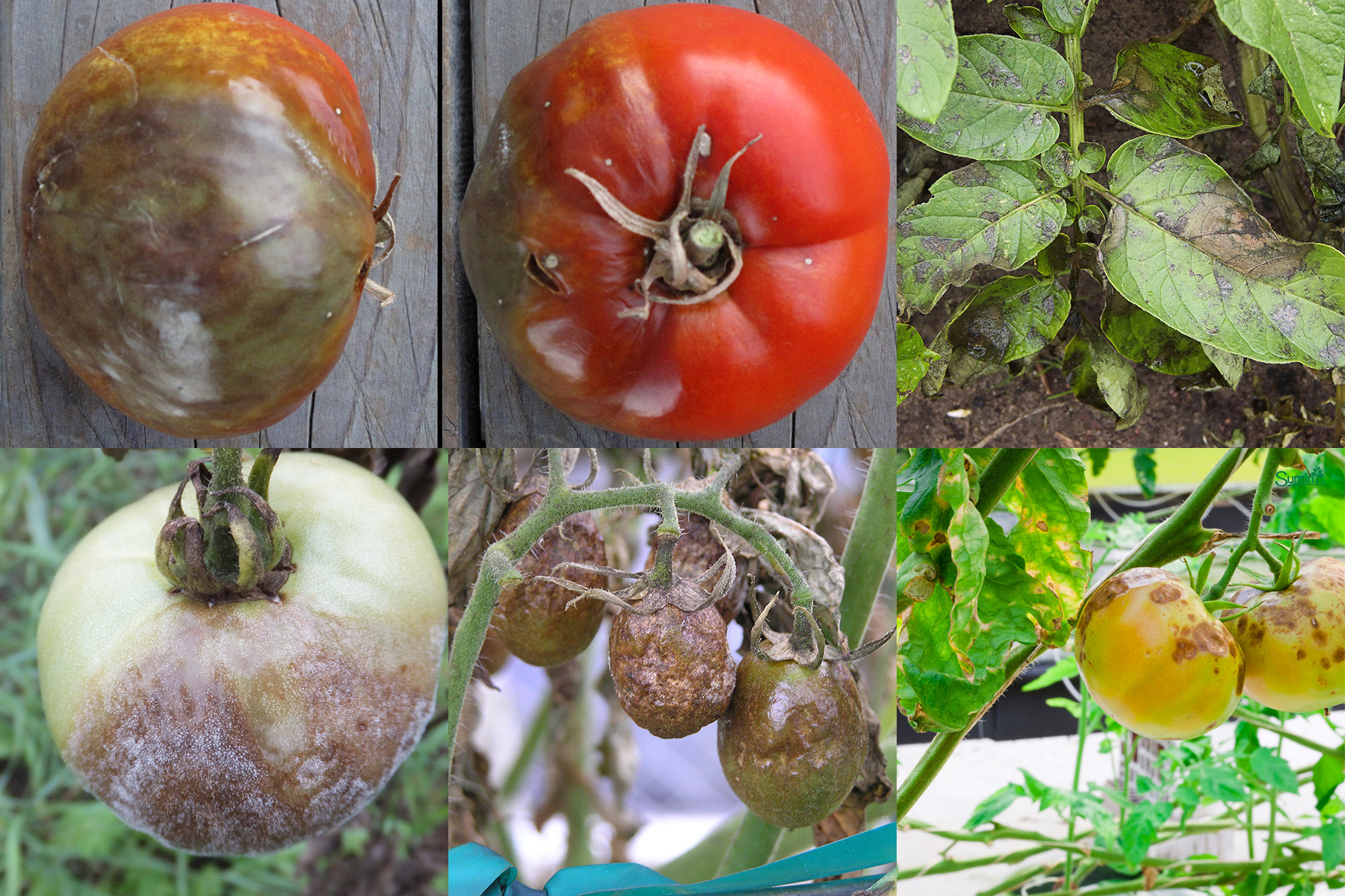 Zaraza ziemniaka - przykłady