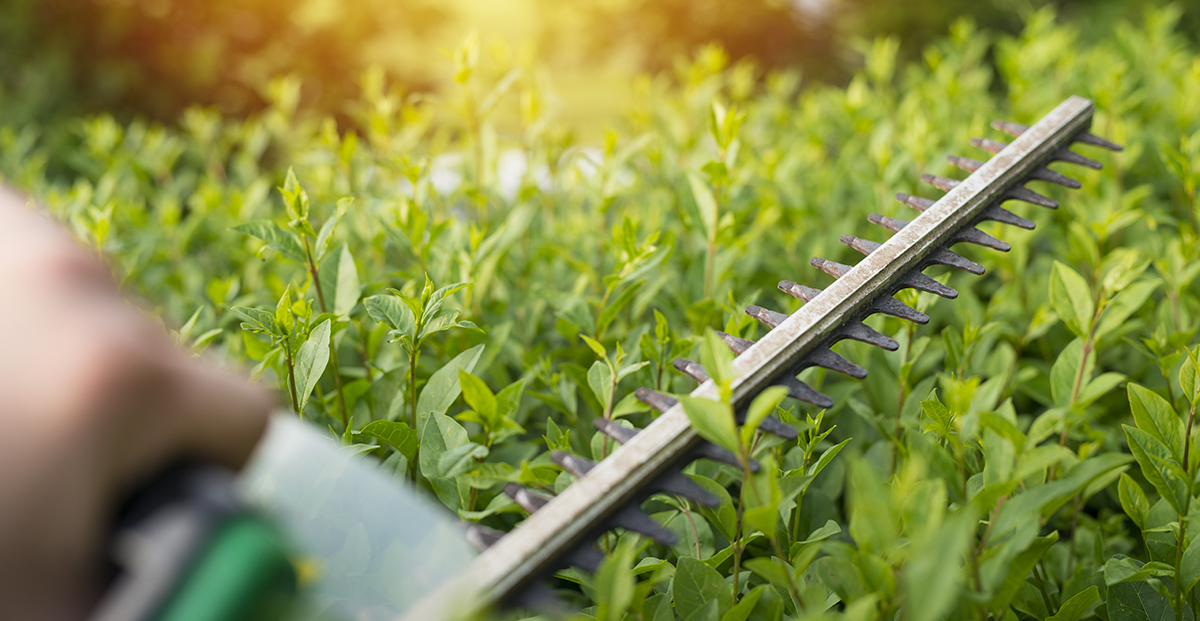 Nawóz do żywopłotu