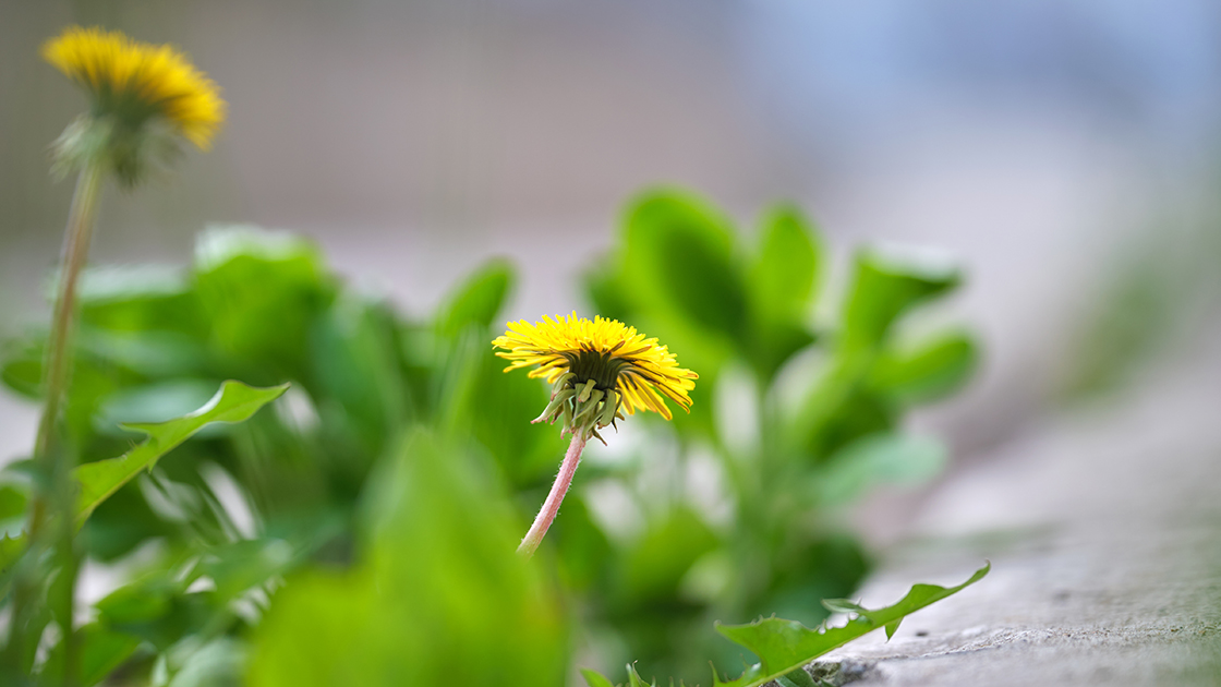 Chwasty w ogrodzie - czy można się ich pozbyć raz na zawsze?