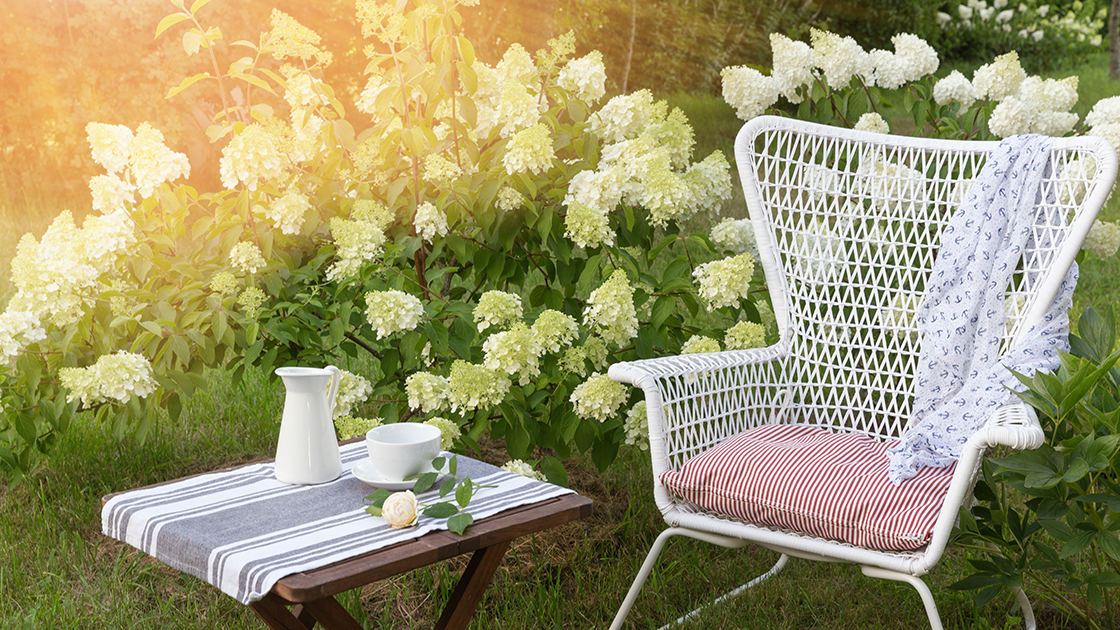 Sadzenie hortensji - wszystko co musisz wiedzieć