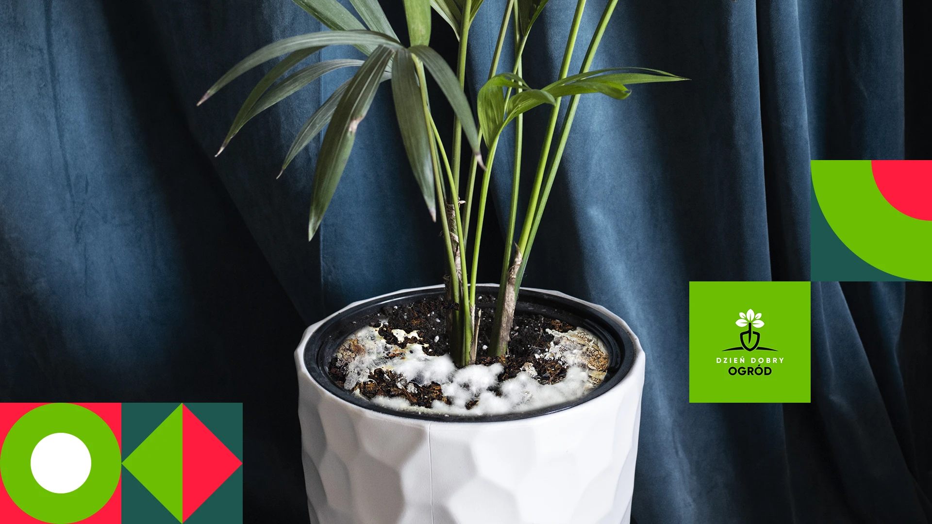 Pleśń w doniczce z kwiatami - jak sobie z nią poradzić?