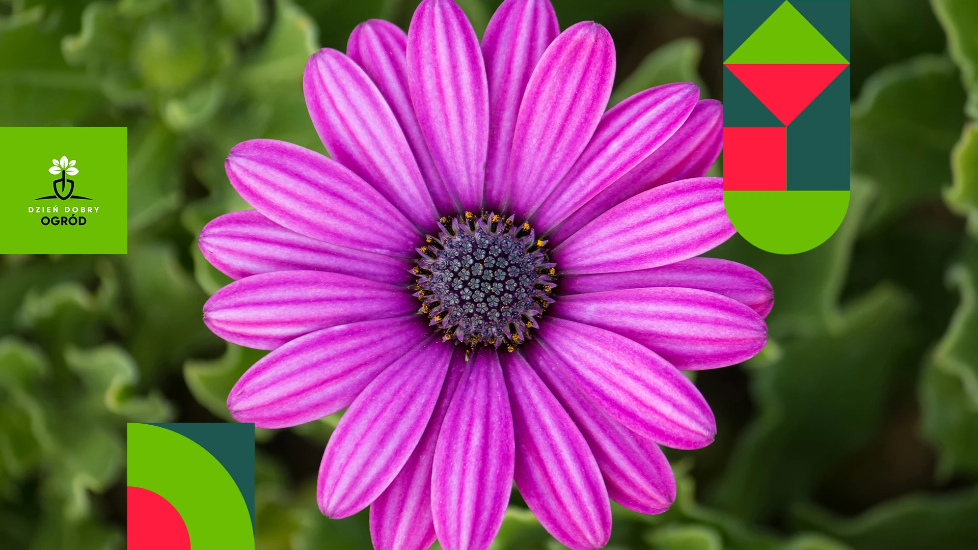 Stokrotka afrykańska