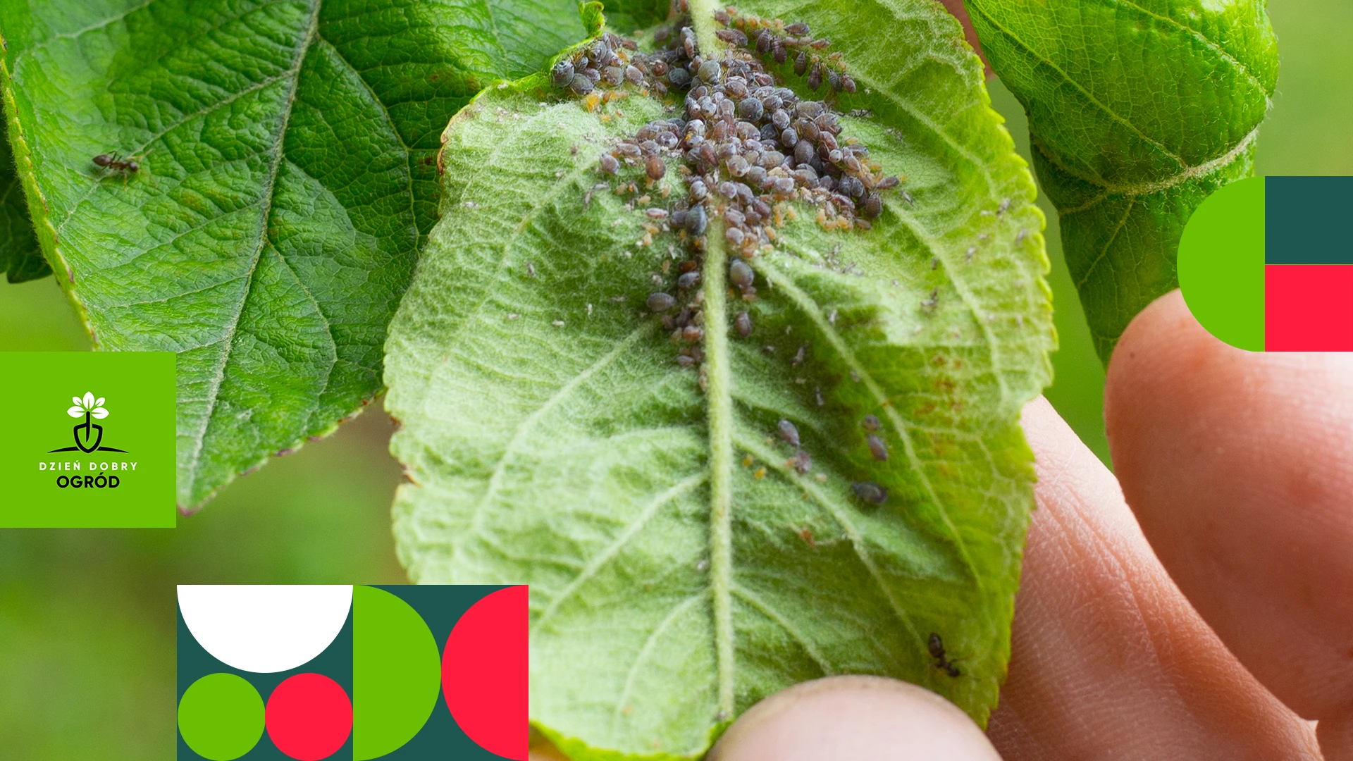 Szkodniki roślin doniczkowych - jak je rozpoznać i jak z nimi walczyć?