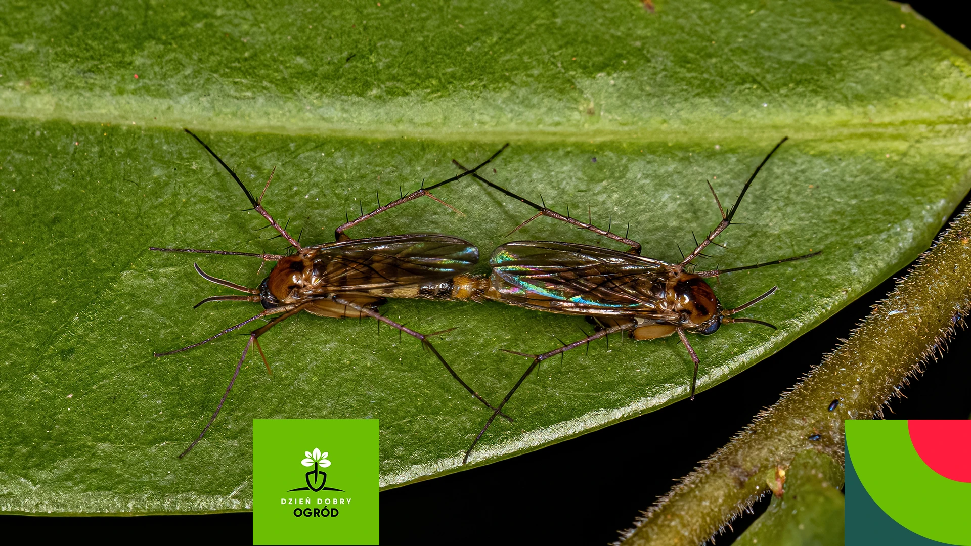 Muszki w kwiatach (ziemiórki) – jak je skutecznie zwalczyć?