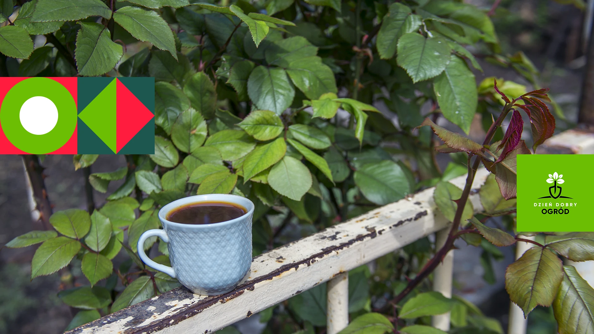 Fusy z kawy. 6 zastosowań do roślin doniczkowych i ogrodowych