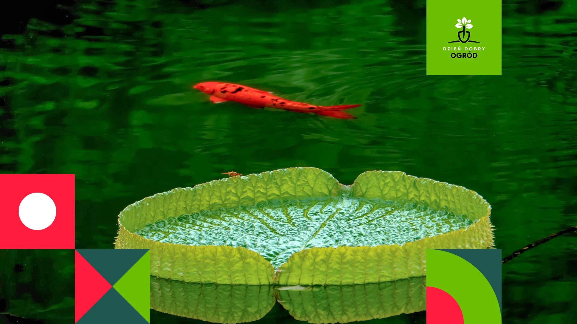 Ryby do oczka wodnego. 6 gatunków ryb do hodowli amatorskiej