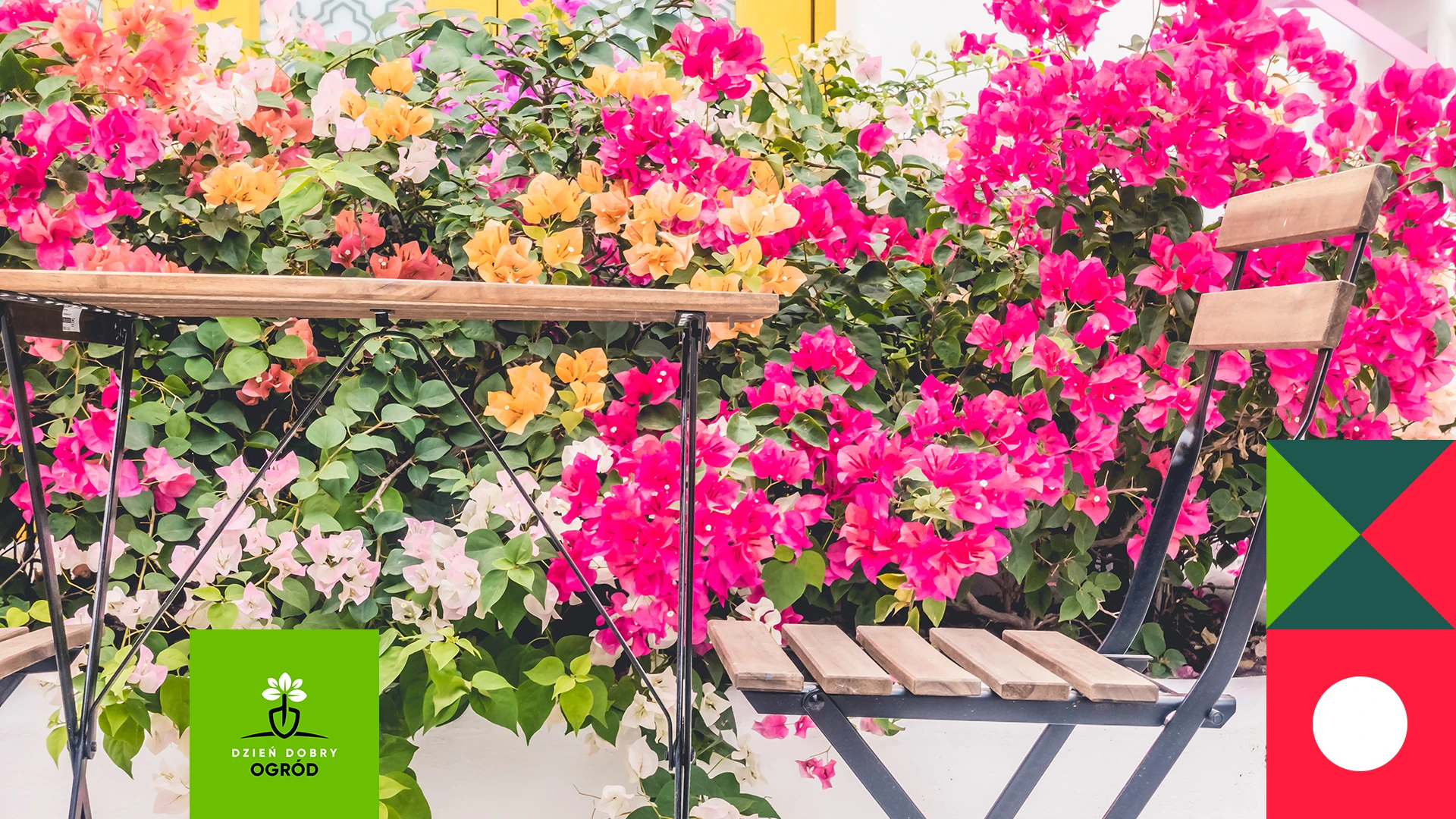 Kwiaty na balkon zwisające - 10 rośli na balkony słoneczne i zacienione. Kolorowy świat tuż za Twoimi oknem