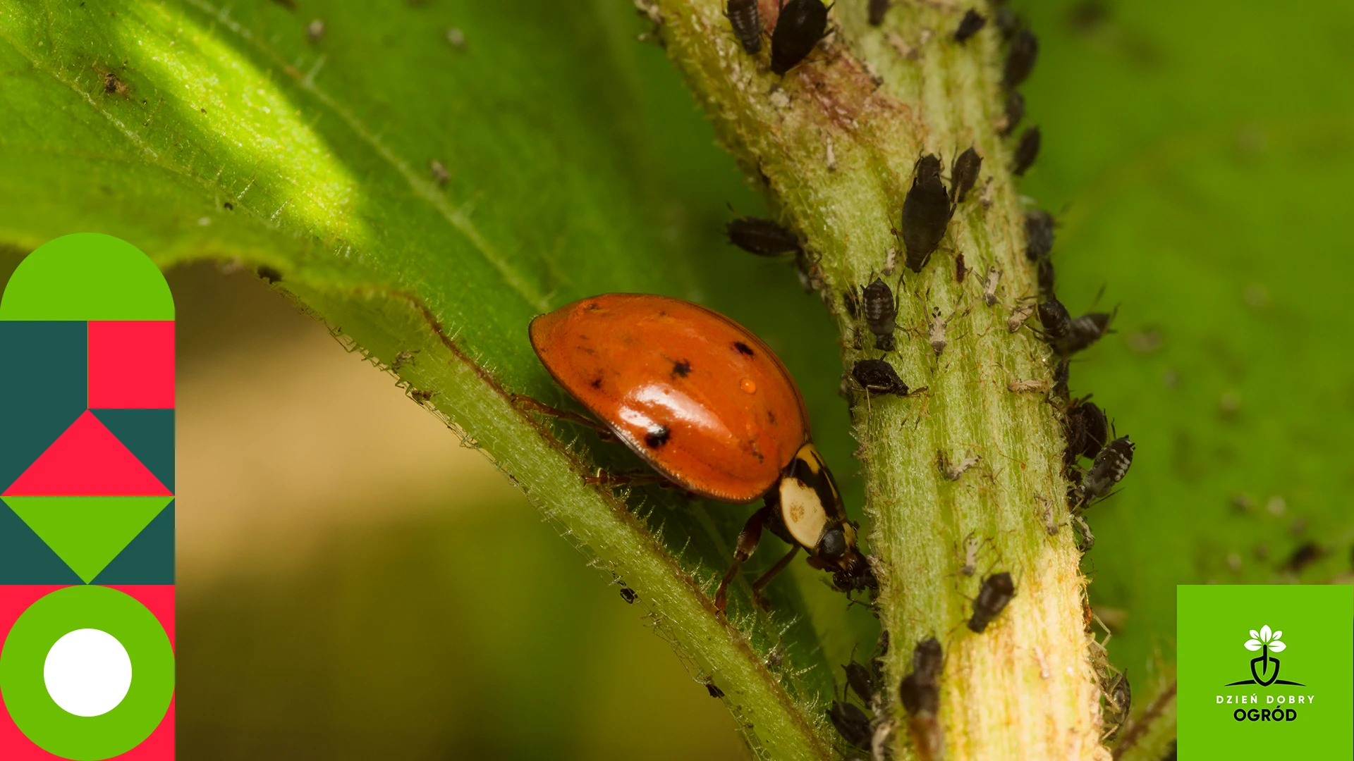 Naturalny oprysk na mszyce. 10 sposobów, dzięki którym uratujesz rośliny w domu i ogrodzie