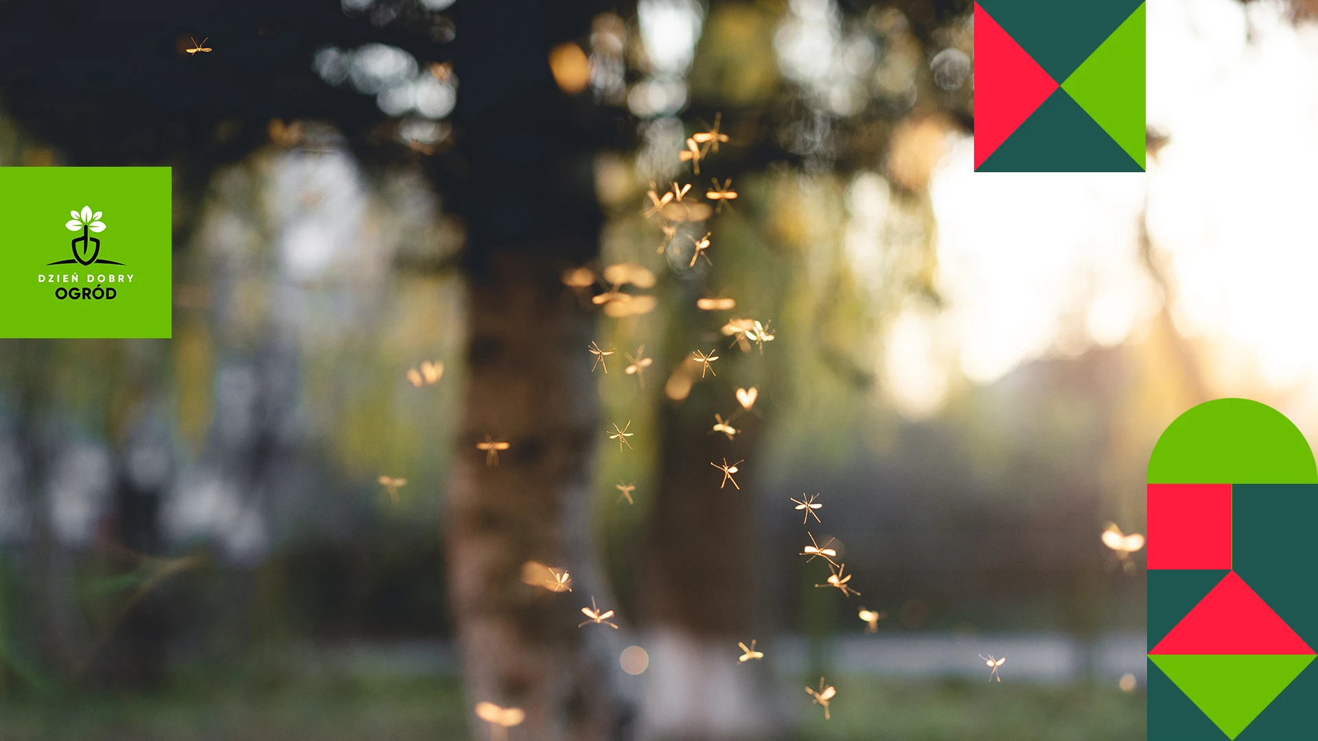 Oprysk na komary – jak pozbyć się uciążliwych owadów z ogrodu?