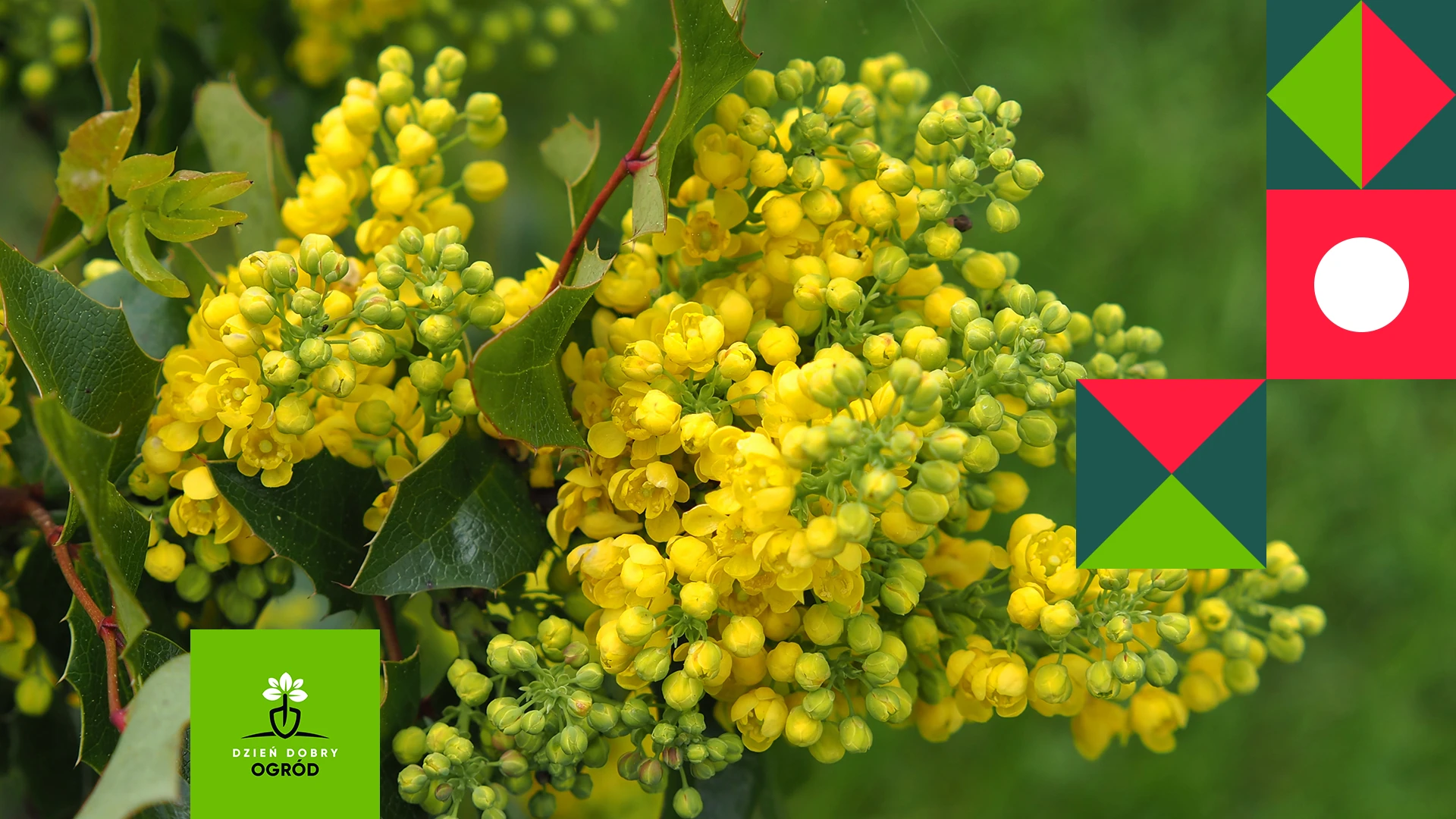 Mahonia