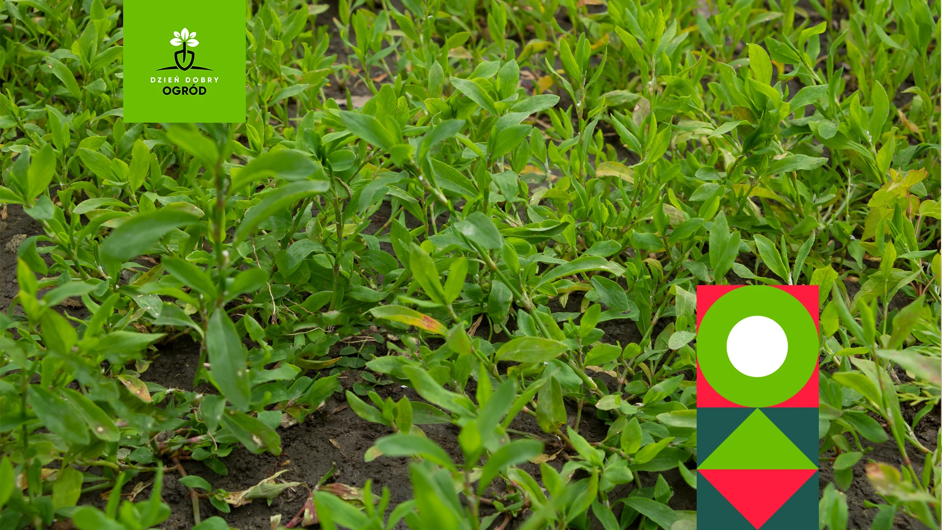 Rdest – gdzie i dlaczego się pojawia? Jak go zwalczać?