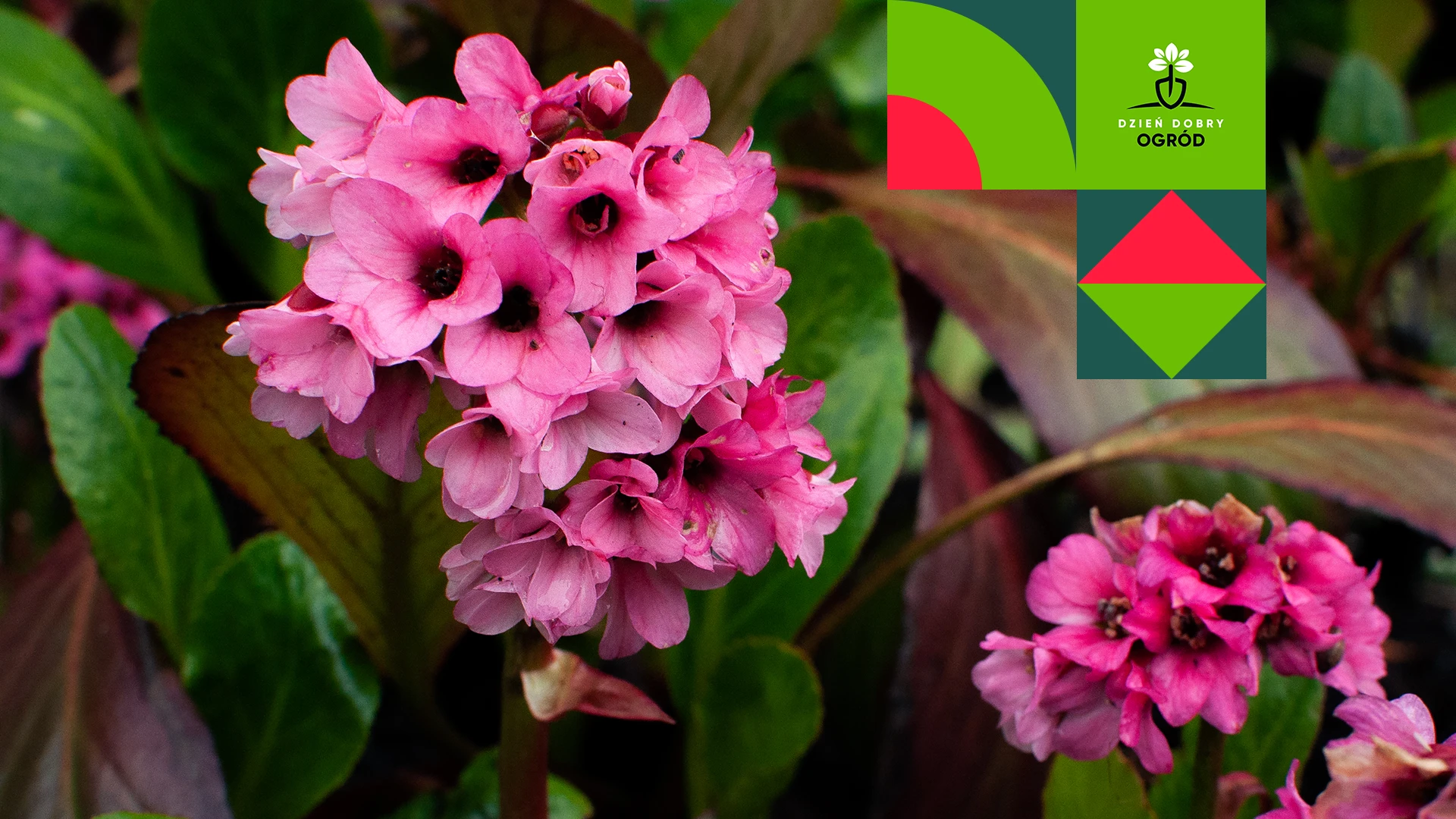Bergenia