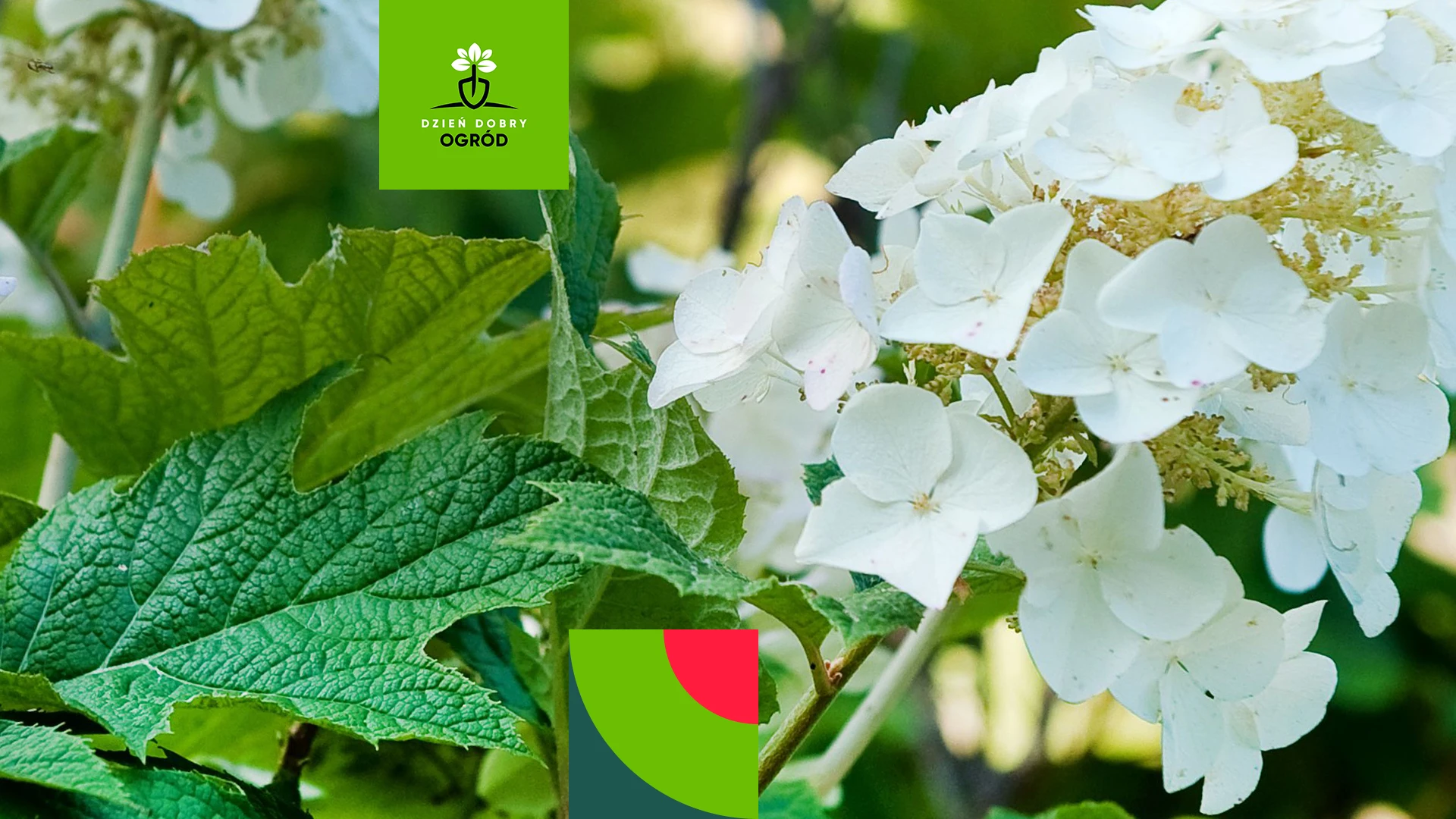 Hortensja dębolistna