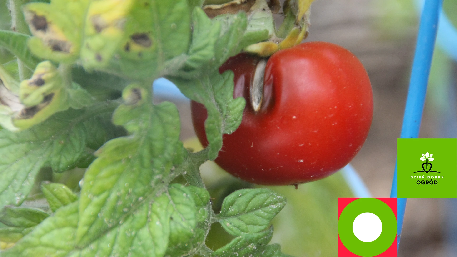 Choroby pomidorów – rodzaje, przyczyny, zwalczanie i profilaktyka