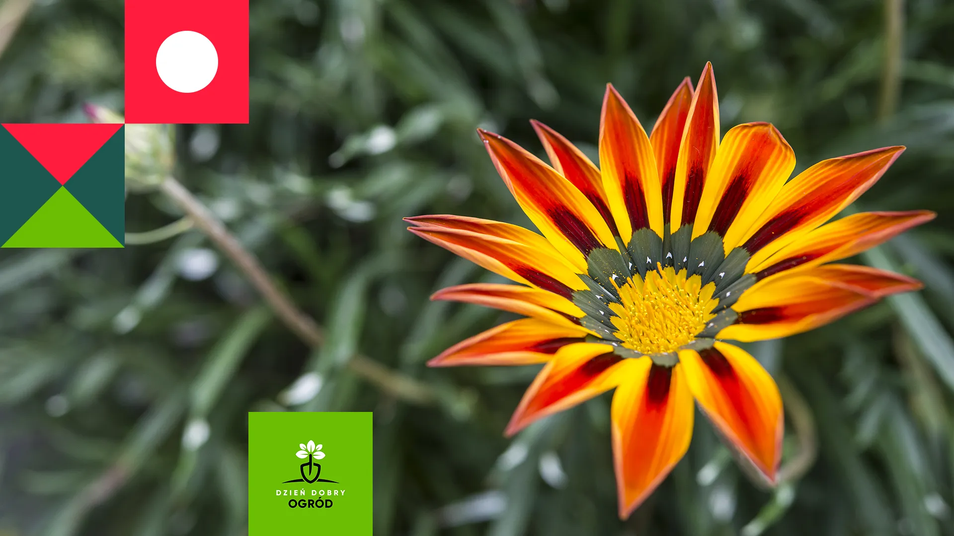 Gazania