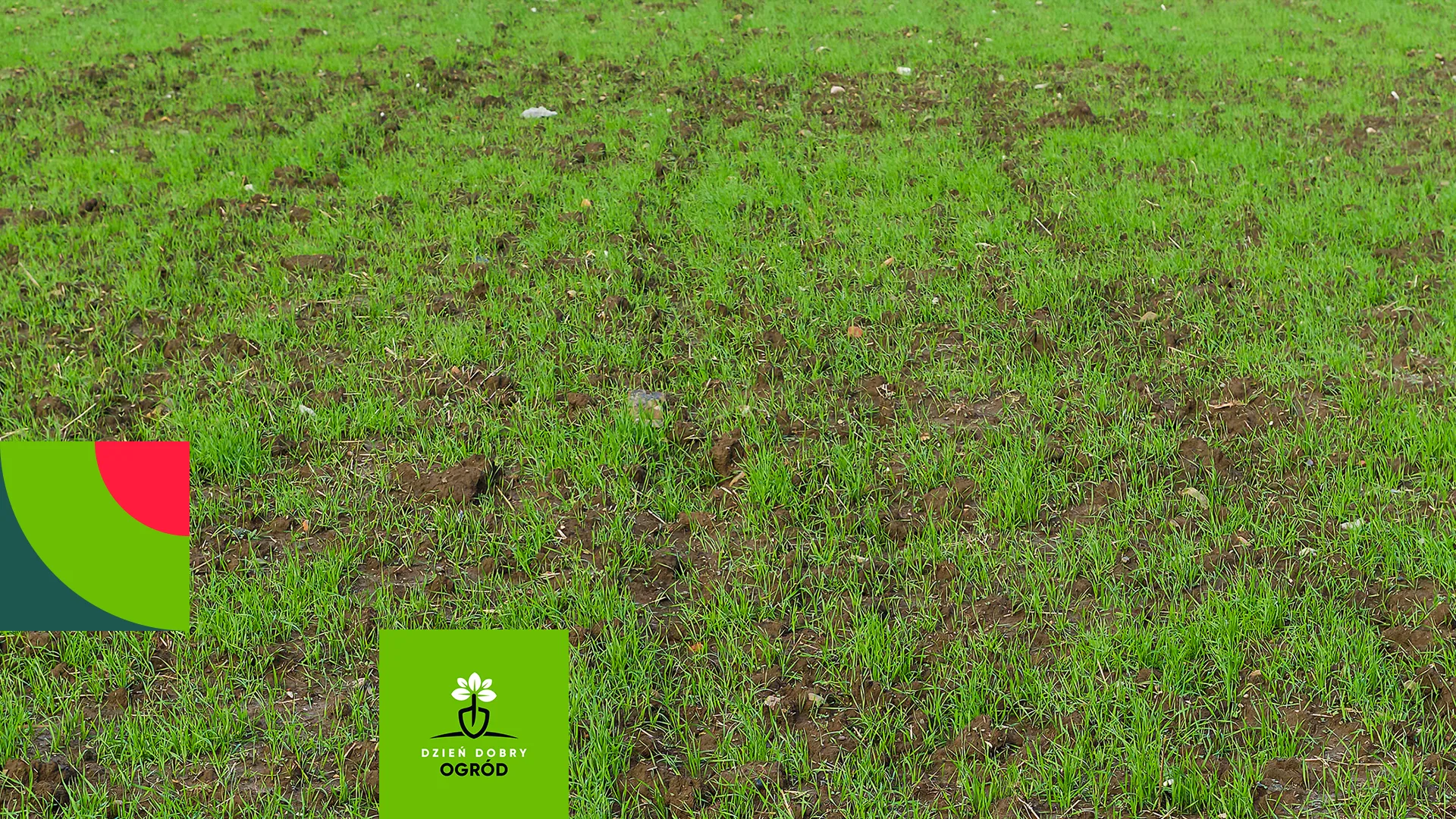 Nawóz do trawy – kiedy i jak go stosować?