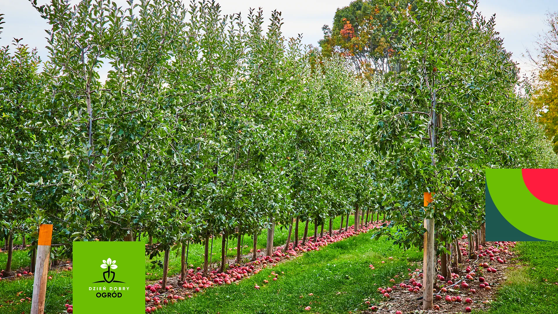 Drzewa kolumnowe do ogrodu – owocowe i ozdobne