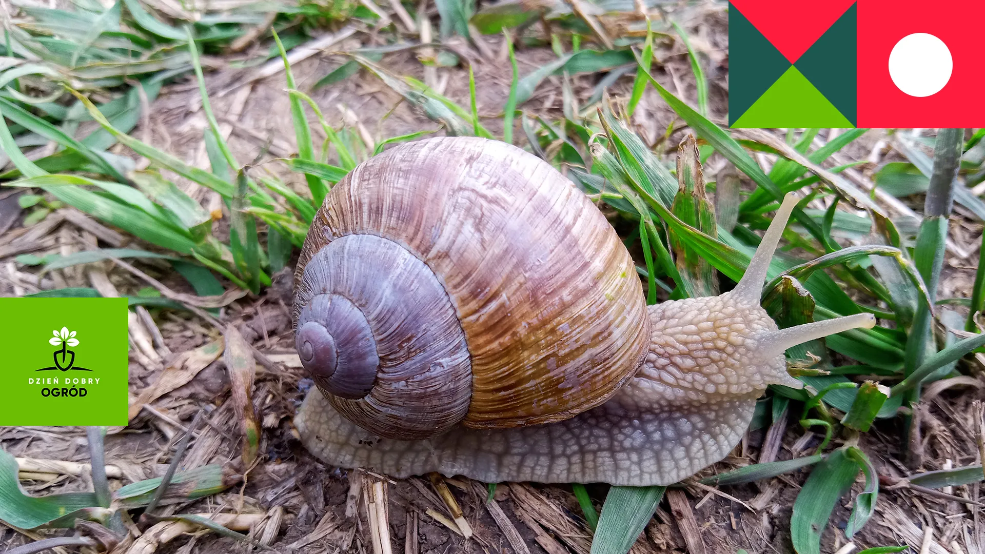 Oprysk na ślimaki – jak pozbyć się tych szkodników z ogrodu?