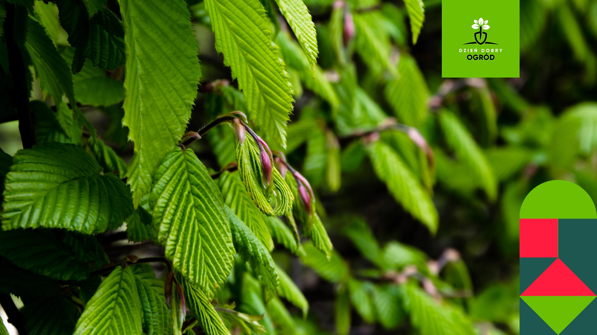 Żywopłot z grabu – jak go posadzić? Zakładanie i pielęgnacja naturalnego ogrodzenia